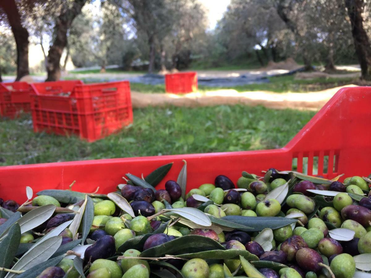 Agriturismo Pieve De Pitti Terricciola ภายนอก รูปภาพ