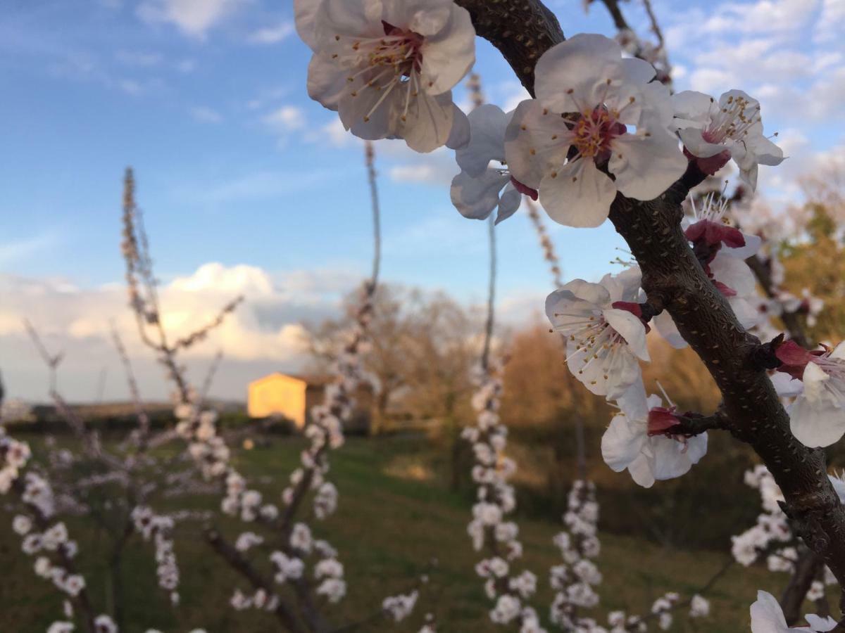 Agriturismo Pieve De Pitti Terricciola ภายนอก รูปภาพ